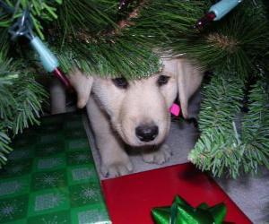 Puzzle Σκύλος κρύβονται κάτω από το δέντρο των Χριστουγ&amp;#